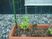 植木鉢の苗と庭石の庭  