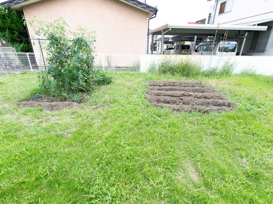 庭の花壇とトマト栽培
