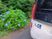 送迎車とあじさいの外観  
