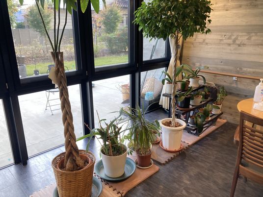観葉植物のある部屋