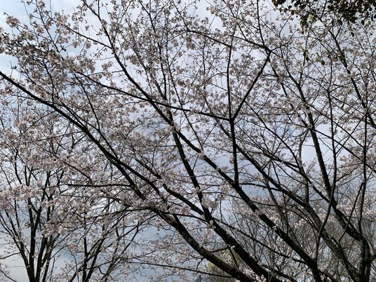 桜が咲く庭