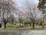 色とりどりの桜が咲く庭  