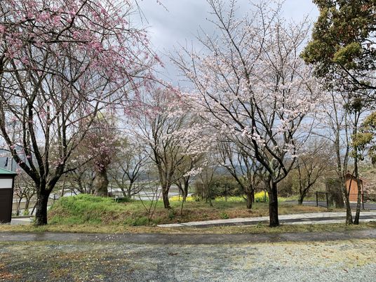 色とりどりの桜が咲く庭  