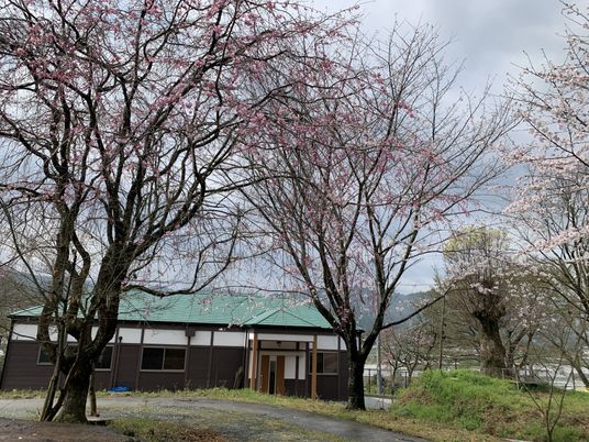 桜咲く庭