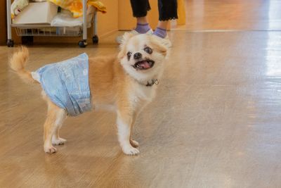 笑顔の小型犬廊下