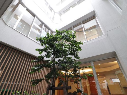 中庭の植物
