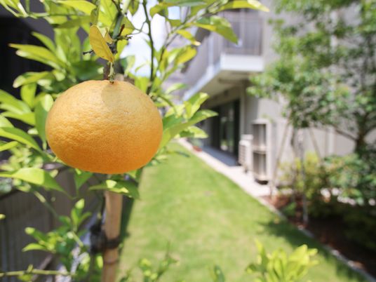 中庭に実る柑橘類