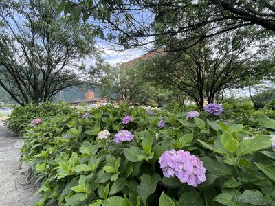 色とりどりの紫陽花と緑豊かな庭