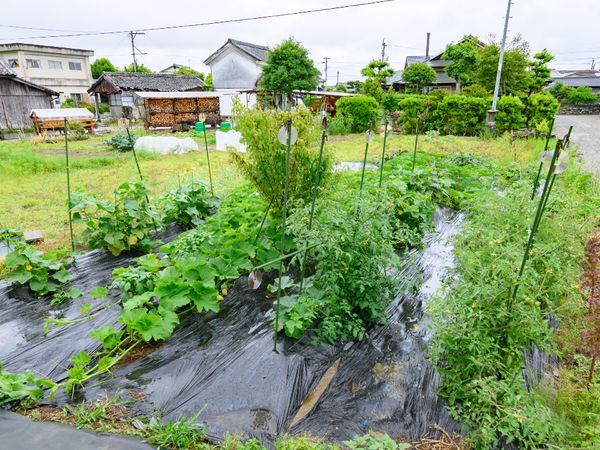 緑豊かな中庭