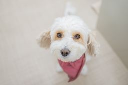 愛くるしい犬の表情