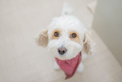 犬がカメラを見上げる