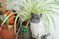 観葉植物と猫の置物