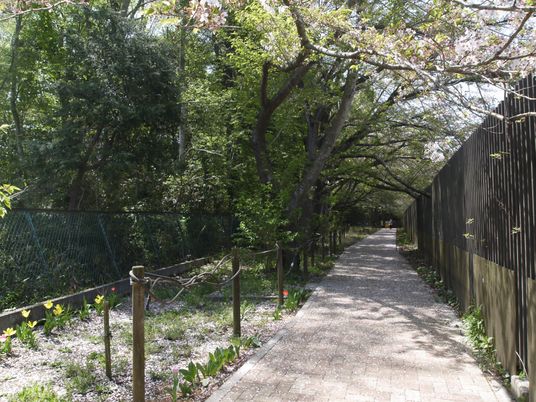 緑豊かな中庭の小道