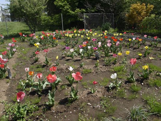 色鮮やかな花の中庭