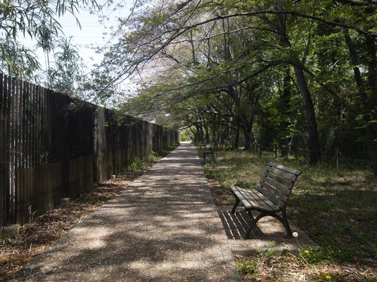 緑に囲まれた散策路