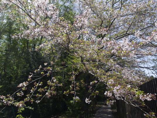 桜が咲く中庭