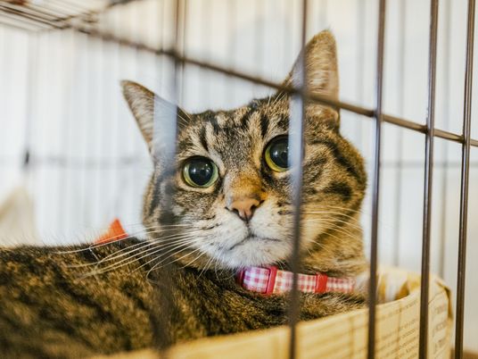 居心地良さを満喫する猫