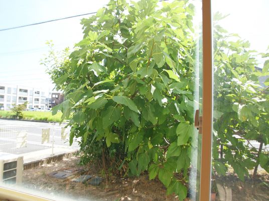 緑豊かな中庭の光景