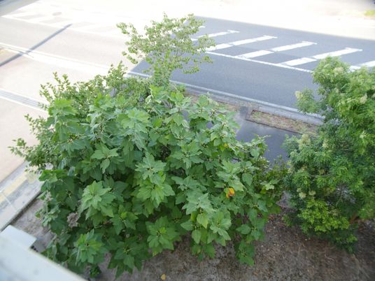 緑豊かな中庭の風景