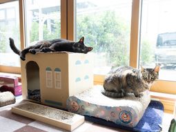 猫と共にくつろぐ空間