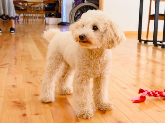 犬と共有スペース