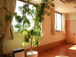 日差しの明るい居室風景