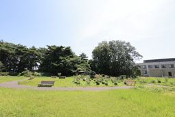 緑豊かな中庭の景色
