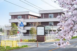 桜が咲く介護施設前の道路