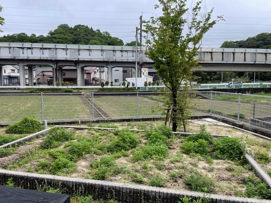 緑豊かな庭の風景