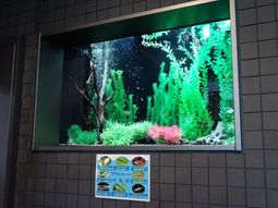 色鮮やかなアクアリウム
