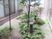 中庭の植栽  