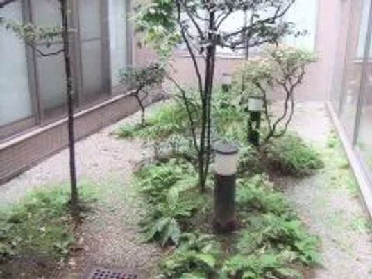 中庭の植栽  