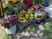 花壇のある中庭  