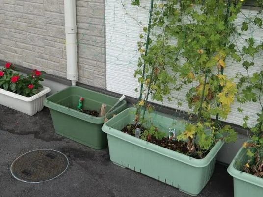植栽のある庭先  