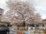 桜が咲く中庭  