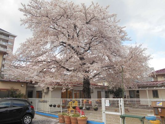 桜が咲く中庭  