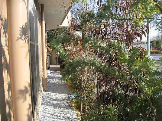 木々が彩る歩道