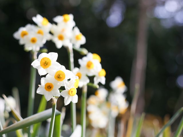 春を告げる水仙の花並び 外観 ふんわり優しい香りが漂う庭の一角です。訪れる方々の心を和ませ、癒しのひと時を提供しています。