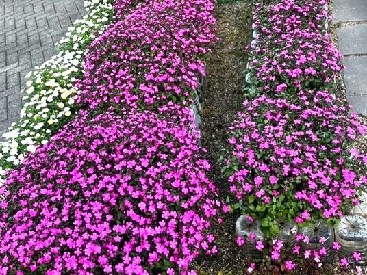 花で彩られた庭  