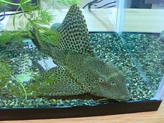 リビングの水槽