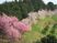 春の中庭の桜