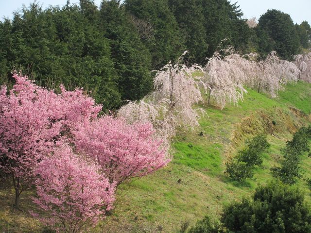 春の中庭の桜 環境 中庭には桜が咲き誇り、心和む季節の風景を提供しています。自然の中で癒しのひと時を過ごせる環境が整っております。