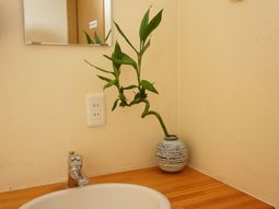 洗面所のアクセント植物