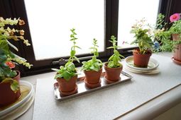 窓辺の観葉植物