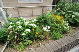 色とりどりの花が咲く庭