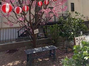 桜と提灯の中庭  