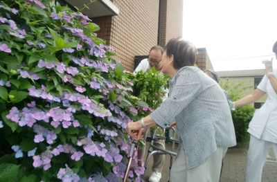 紫陽花を楽しむシーン