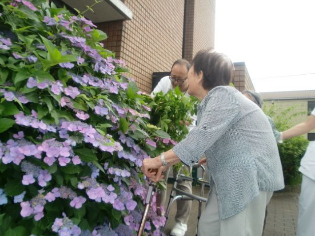 紫陽花を楽しむシーン 庭 紫陽花が咲く庭で、利用者とスタッフが植物を楽しんでいます。和やかな雰囲気が広がっています。