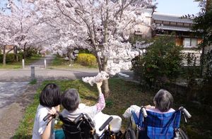 桜並木の屋外風景