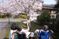 桜並木の屋外風景